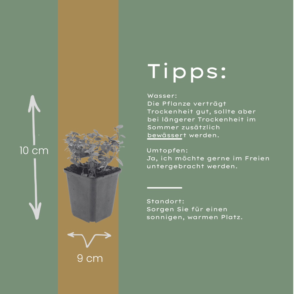 Origanum laevigatum Herrenhausen – Ø9cm – Höhe 10-25cm – Winterharter Zieroregano – Bienenfreundlich – Für Beet & Steingarten