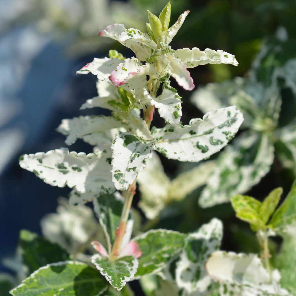 Euonymus fortunei ‘Harlequin’ – Immergrüne Stamm – Pflanze – Terrassen – & Gartenpflanze – pflegeleicht & kompakt – Topf Ø19cm – Höhe ca. 90cm – Plant
