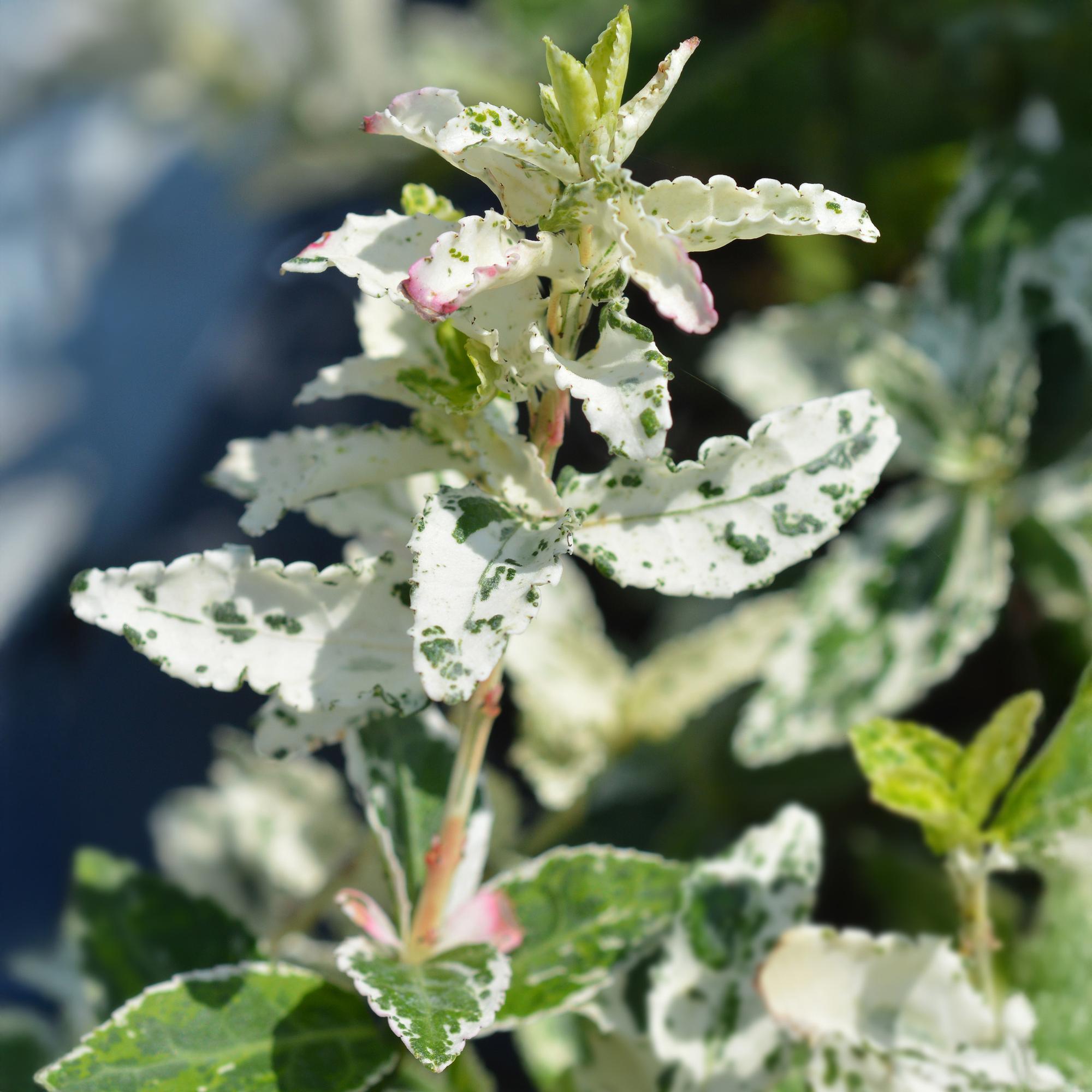 Euonymus fortunei ‘Harlequin’ – Immergrüne Stamm – Pflanze – Terrassen – & Gartenpflanze – pflegeleicht & kompakt – Topf Ø19cm – Höhe ca. 90cm – Plant