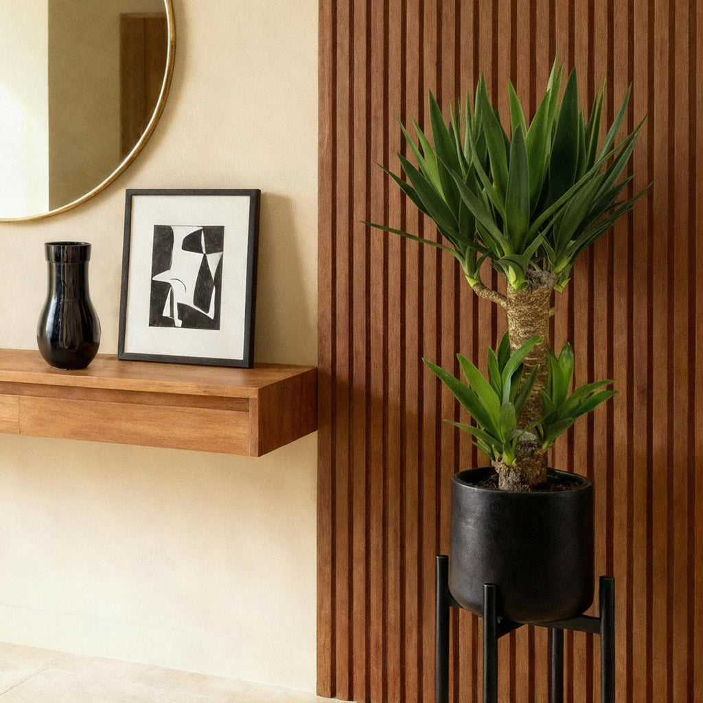Palmlilie Yucca Elephantipes – 75cm – 17cm – Pflegeleichte Palmlilie mit schmalen, grünen Blättern – Plant