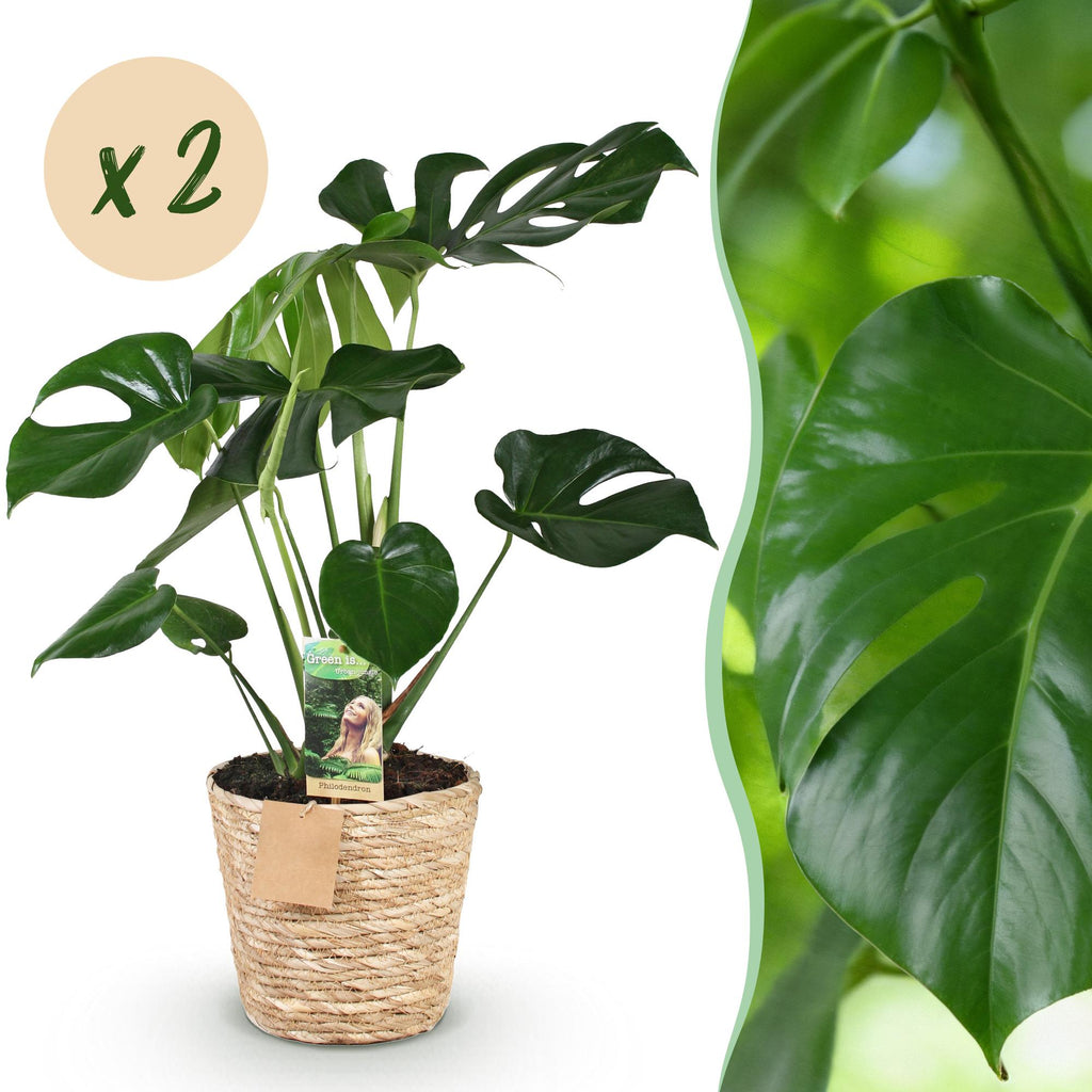 Monstera Deliciosa 2er Set inkl. Naturkorb – Zimmerpflanzen 50-55cm – Topf 17cm – Fensterblatt Grün