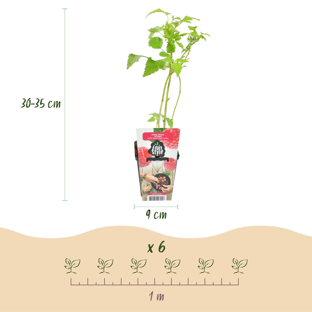 Himbeerpflanzen Rubus idaeus Heritage winterhart 6 Pflanzen Höhe 30cm Ø9cm – Rote Himbeere für Beet Balkon & Topf – Ertragreiche Obstpflanze