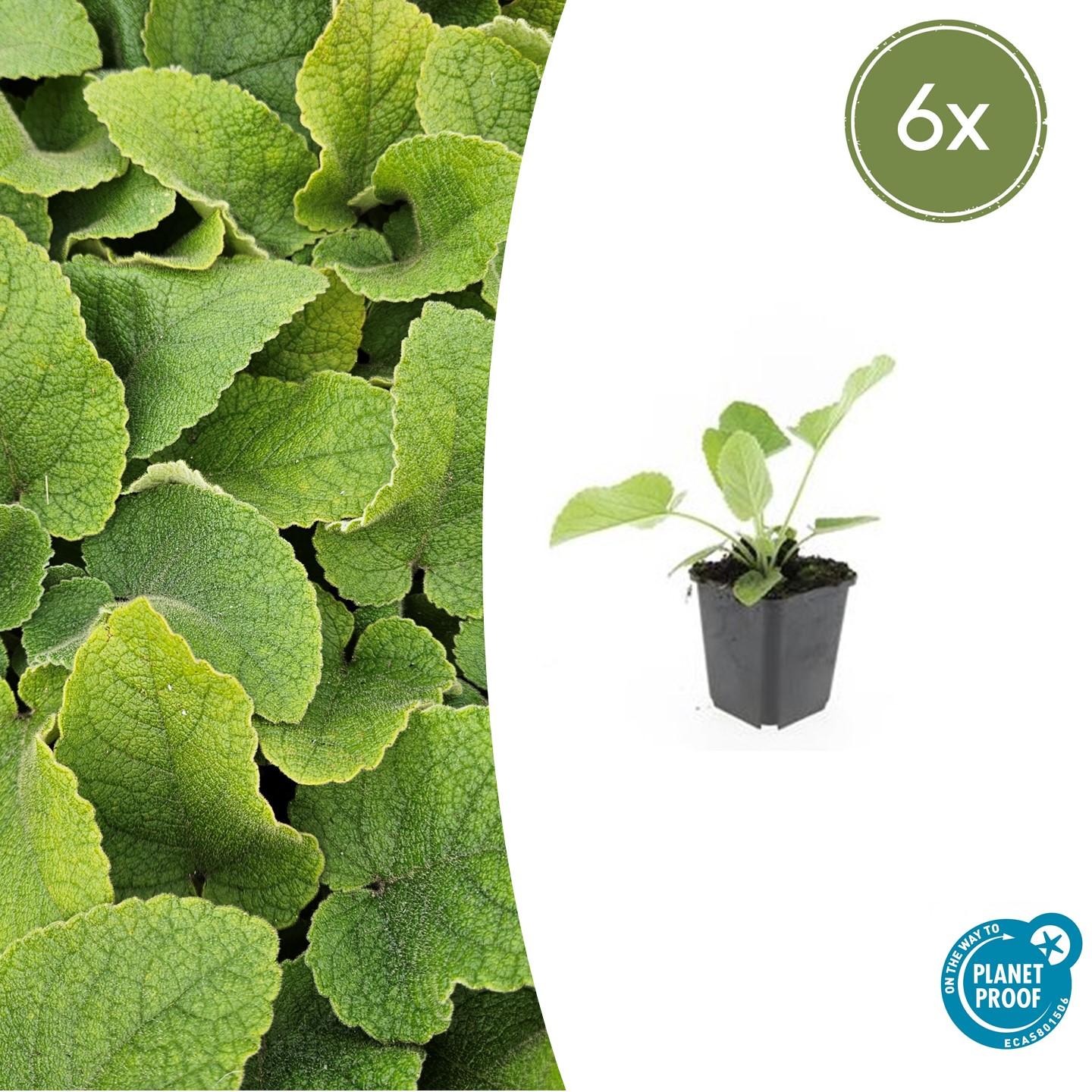 Russel Brandkraut Phlomis russeliana – ↕10-25cm – Ø9cm – Winterhart & Bienenfreundlich – Sommerblüher für Beete & Garten – Plant