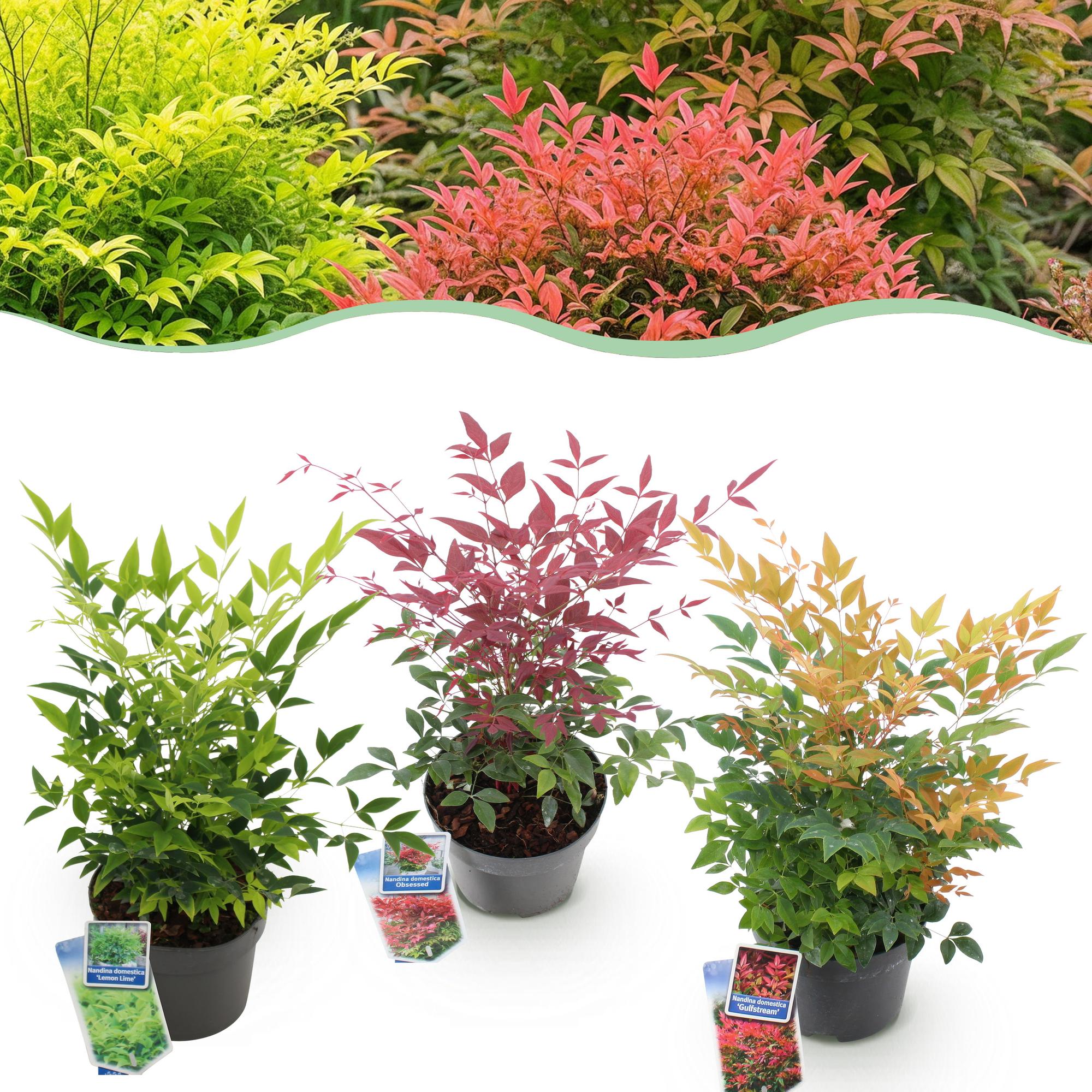 Himmelsbambus Nandina Tricolour – 3 Pflanzen 17cm Höhe ca.45cm – Immergrün & farbwechselnd – Gelb Rot Orange Laub für Beet Balkon Terrasse