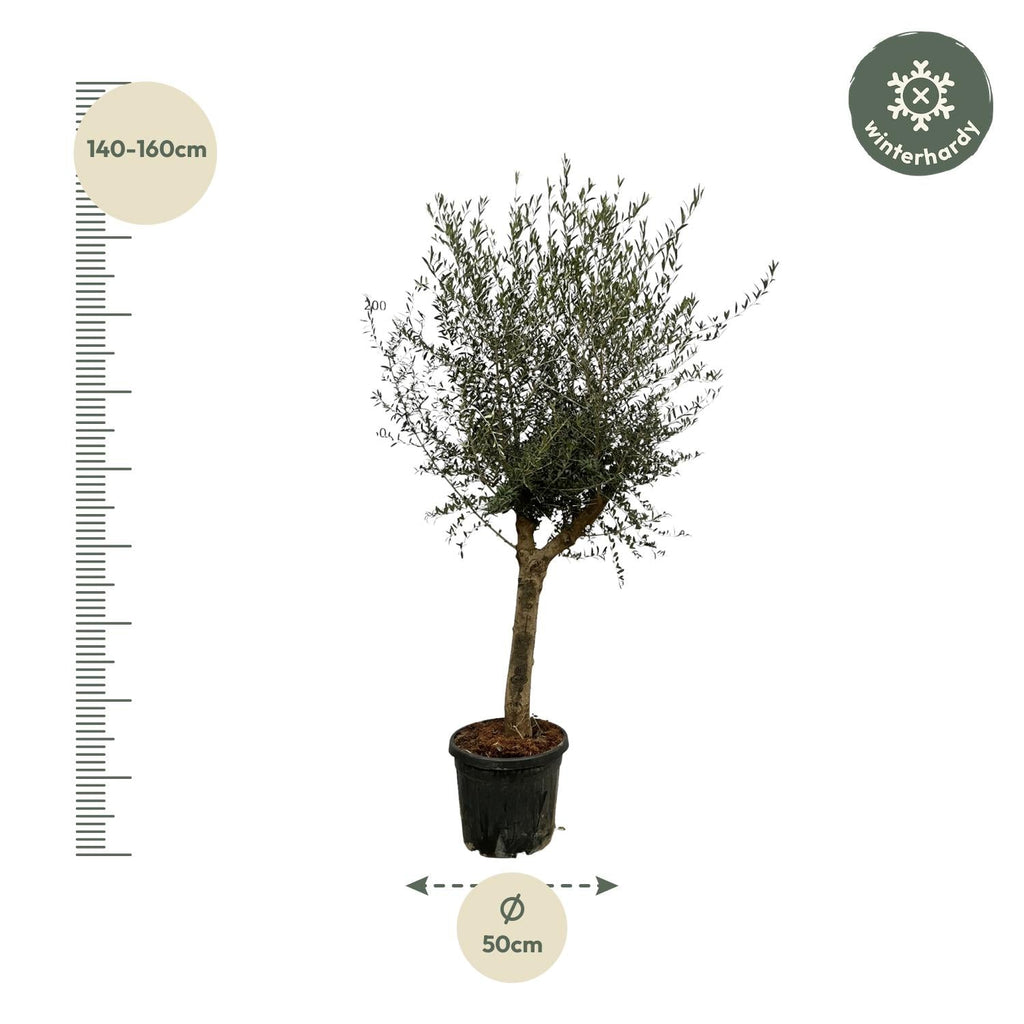 Olivenbaum Olea Lorc – ca. 200cm hoch – Ø45cm – Mediterrane Zimmer – & Gartenpflanze – Immergrün & pflegeleicht – Für sonnige Standorte – Plant