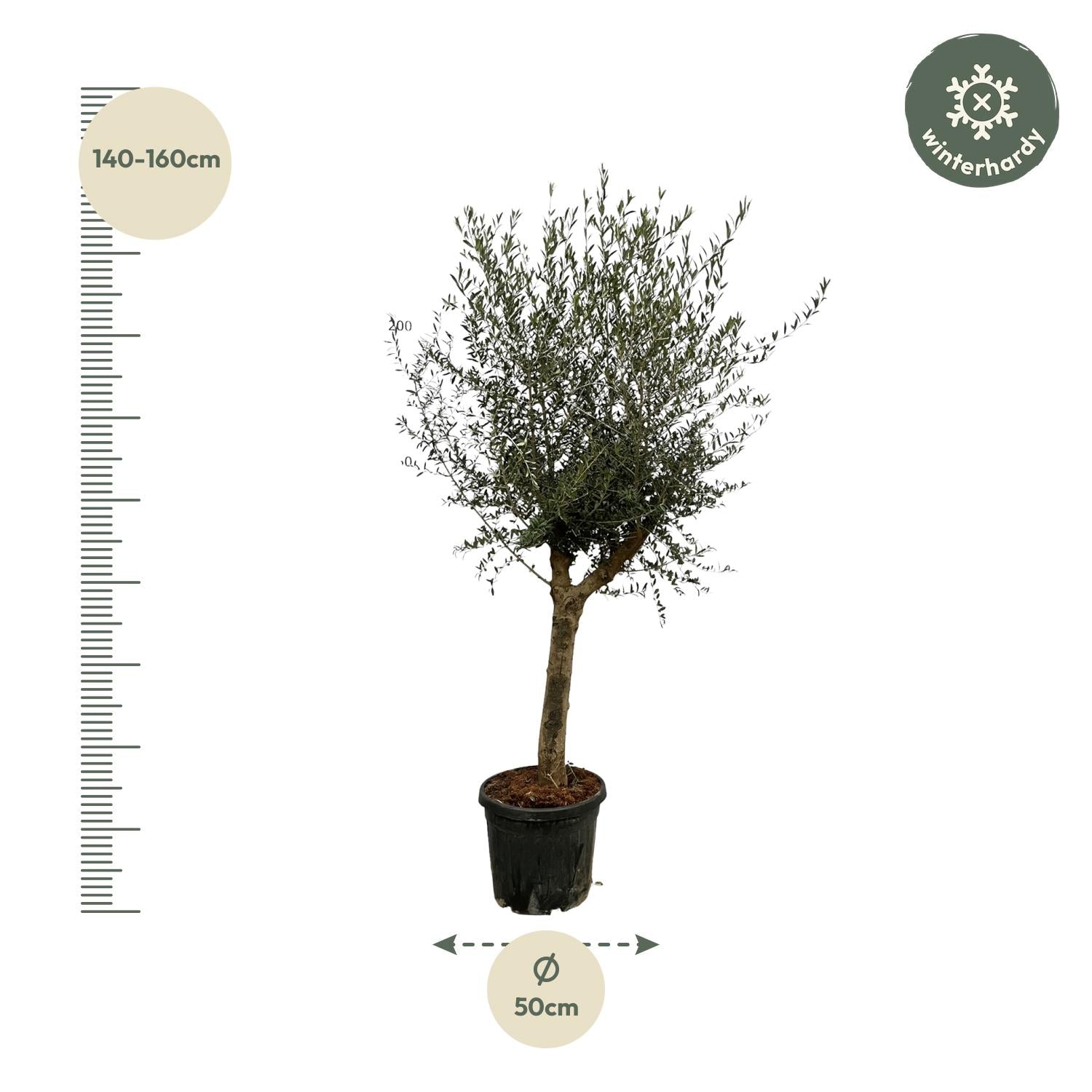 Olivenbaum Olea Lorc – ca. 200cm hoch – Ø45cm – Mediterrane Zimmer – & Gartenpflanze – Immergrün & pflegeleicht – Für sonnige Standorte – Plant