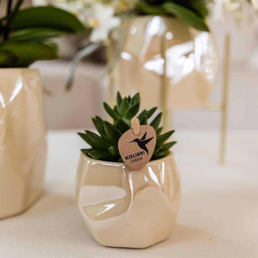 Pflanzen Set mit Zierpflanzgefäßen für Tischdekoration – Elegante Mini Zimmerpflanzen im Topf Ø9cm & Ø6cm – Perfekt für festliche Dinner – Dekoration – Plant
