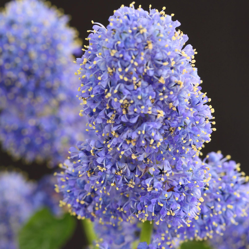 Kalifornischer Flieder Ceanothus thyrsiflorus Repens Ø19cm Höhe90cm – Immergrüner Zierstrauch mit blau – lila Blüten – Plant