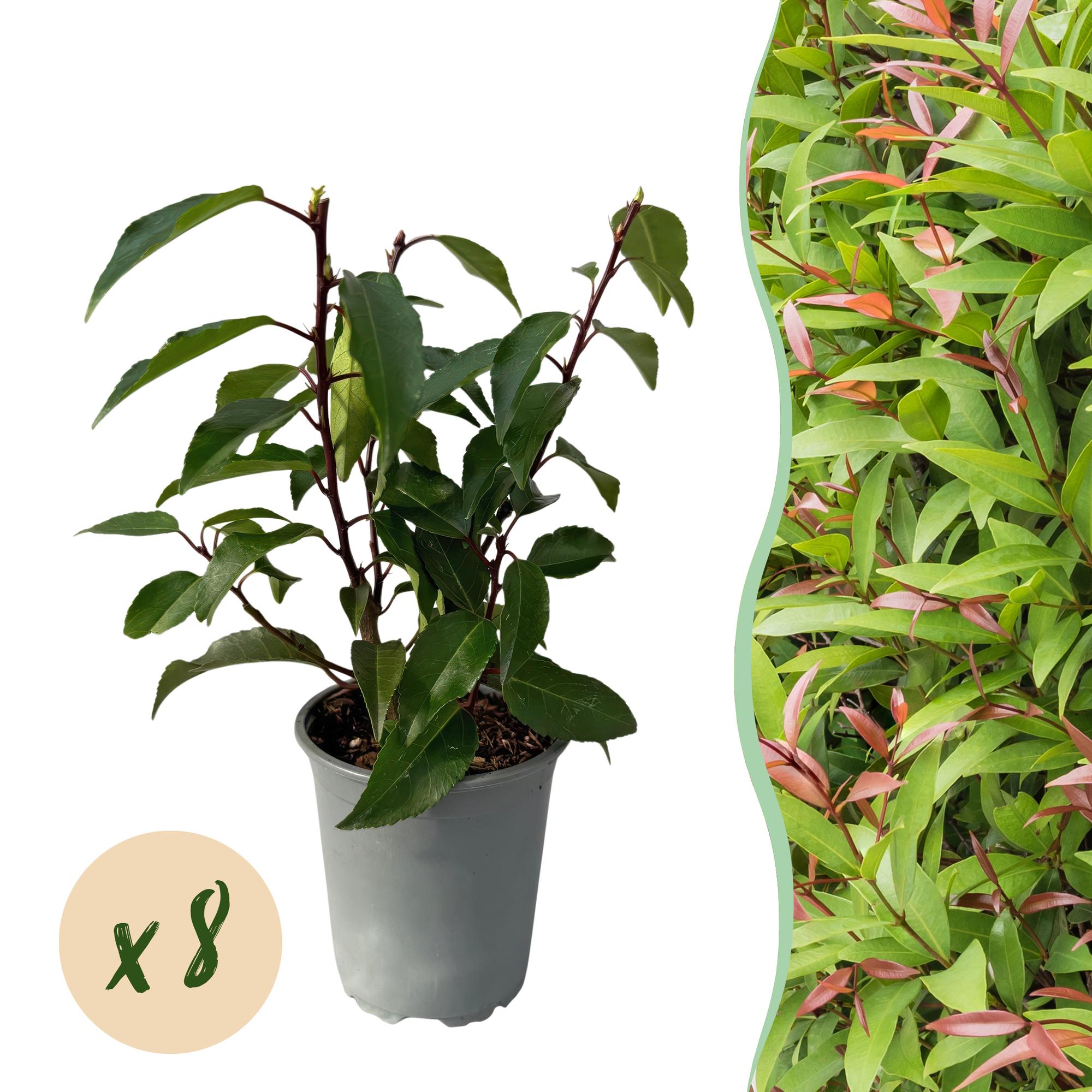 Prunus lusitanica Angustifolia – Chickasa – Pflaume – Immergrüne Heckenpflanze – Blatt Grün – 9cm x H30-35cm – pflegeleicht – 8 Pflanzen – Plant