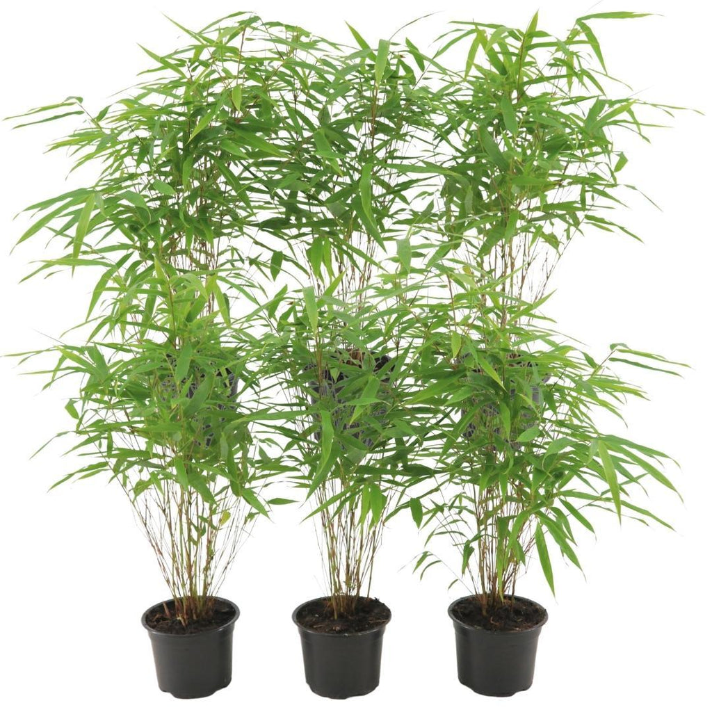 Fargesia Rufa – Nicht – Ausbreitender Bambus – Ø7cm – ↕15cm – 6 Pflanzen – Winterhart & Pflegeleicht – Für Hecken, Garten & Terrasse – Plant