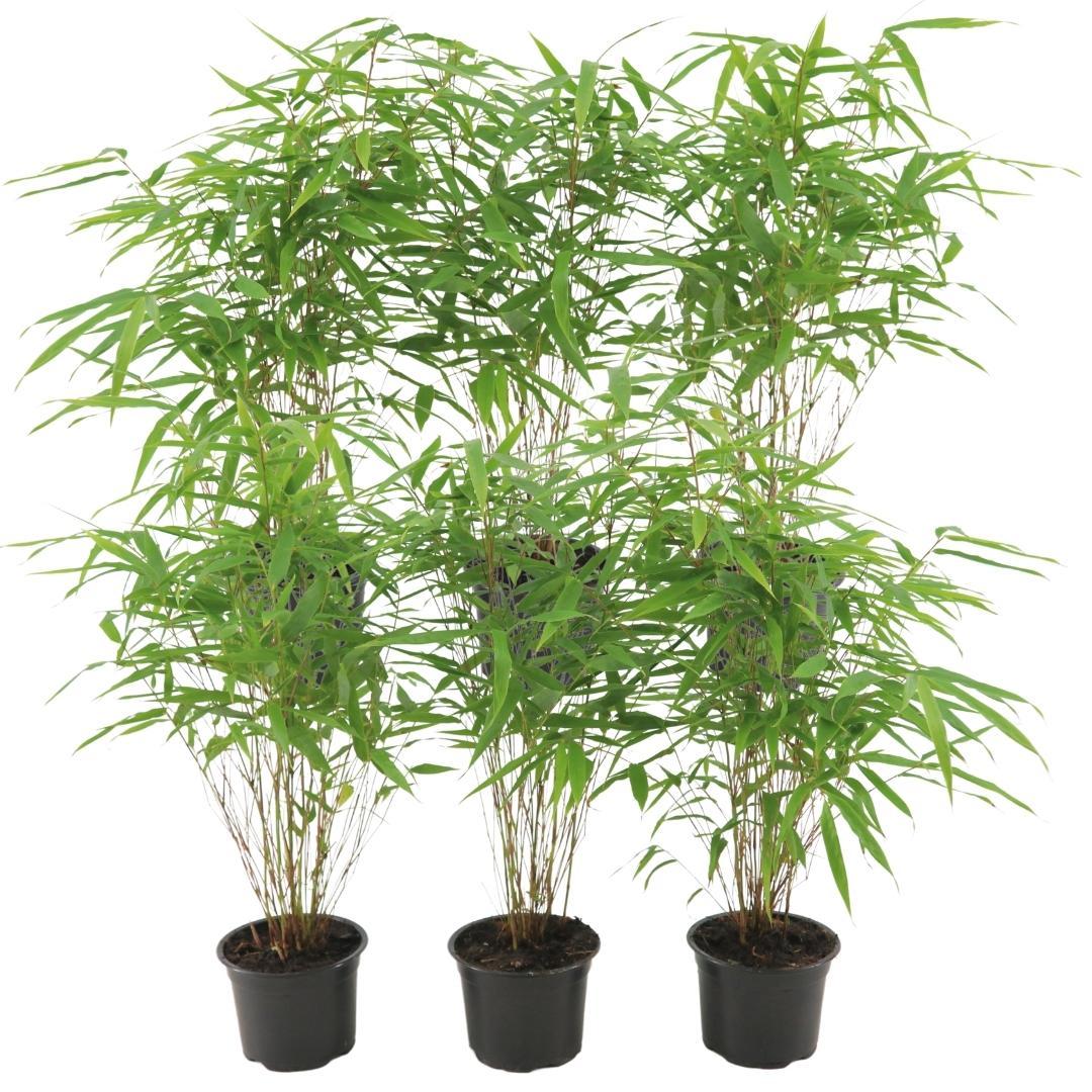 Fargesia Rufa – Nicht – Ausbreitender Bambus – Ø7cm – ↕15cm – 6 Pflanzen – Winterhart & Pflegeleicht – Für Hecken, Garten & Terrasse – Plant