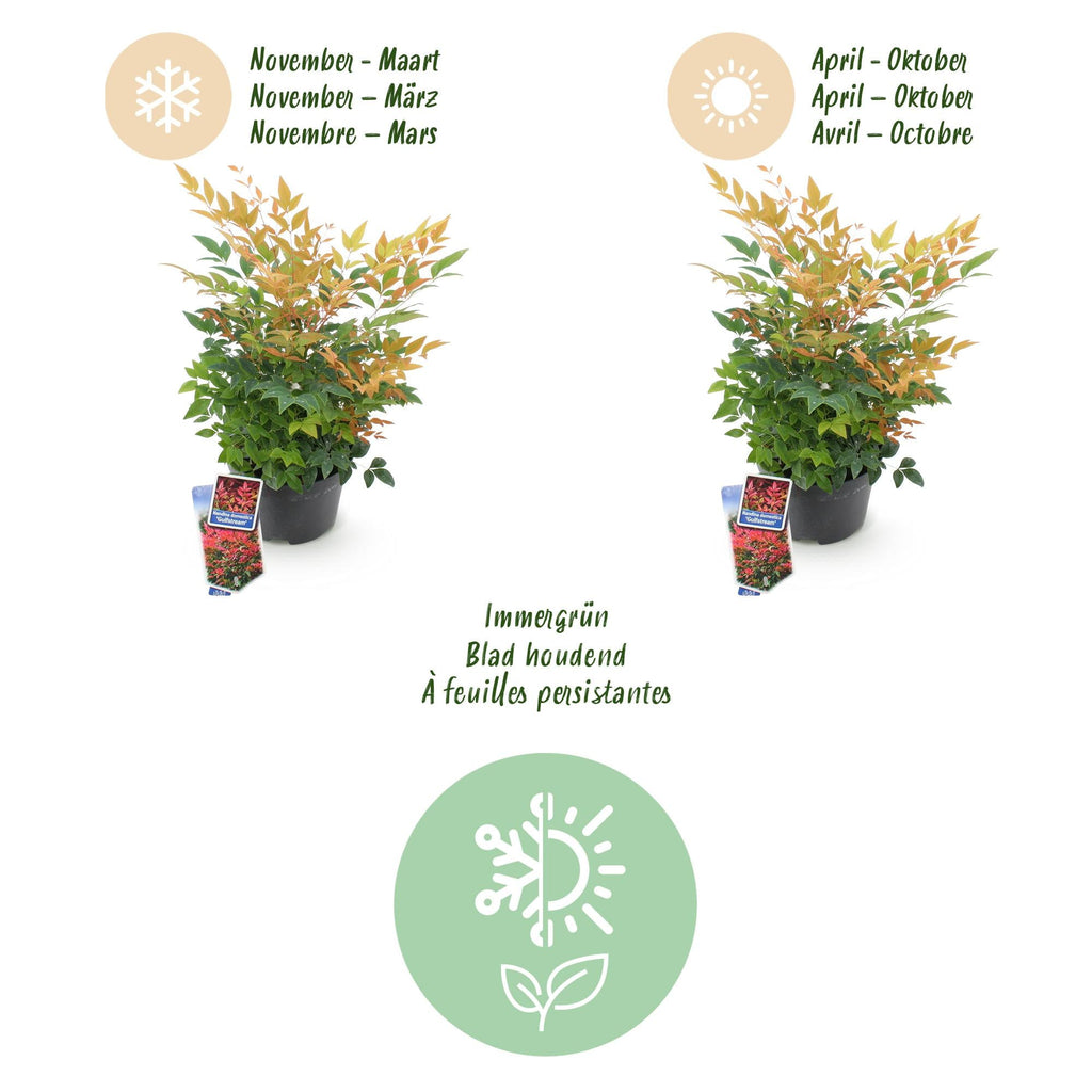 Heiliger Bambus Nandina Gulfstream – 17cm Höhe ca.45cm – Immergrün & farbwechselnd – Orangefarbenes Laub – Pflegeleichter dekorativer Zierstrauch – Plant