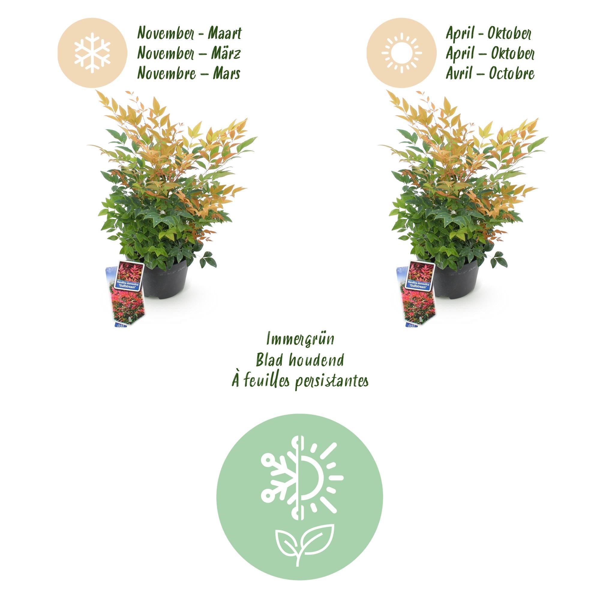 Heiliger Bambus Nandina Gulfstream – 17cm Höhe ca.45cm – Immergrün & farbwechselnd – Orangefarbenes Laub – Pflegeleichter dekorativer Zierstrauch – Plant