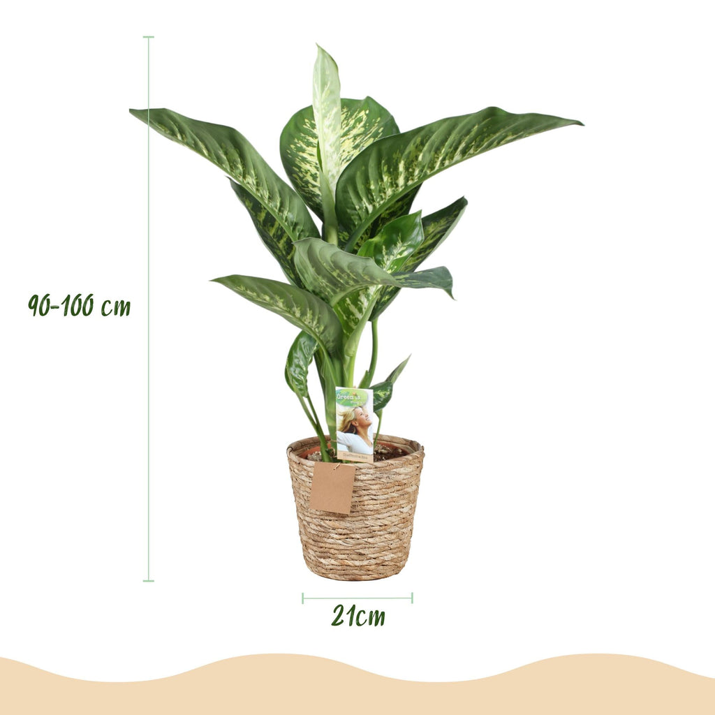 Dieffenbachia Tropic Snow – 90-100cm – 21cm inkl. Naturkorb – Pflegeleichte bunte Zimmerpflanze – Großes grün – weißes Blattwerk – Plant