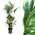 Howea Forsteriana – Kentia – Palme – 160-170cm – 27cm – Pflegeleichte, elegante Zimmerpalme mit fiederartigen Wedeln – Tropisches Highlight für Wohn – Plant