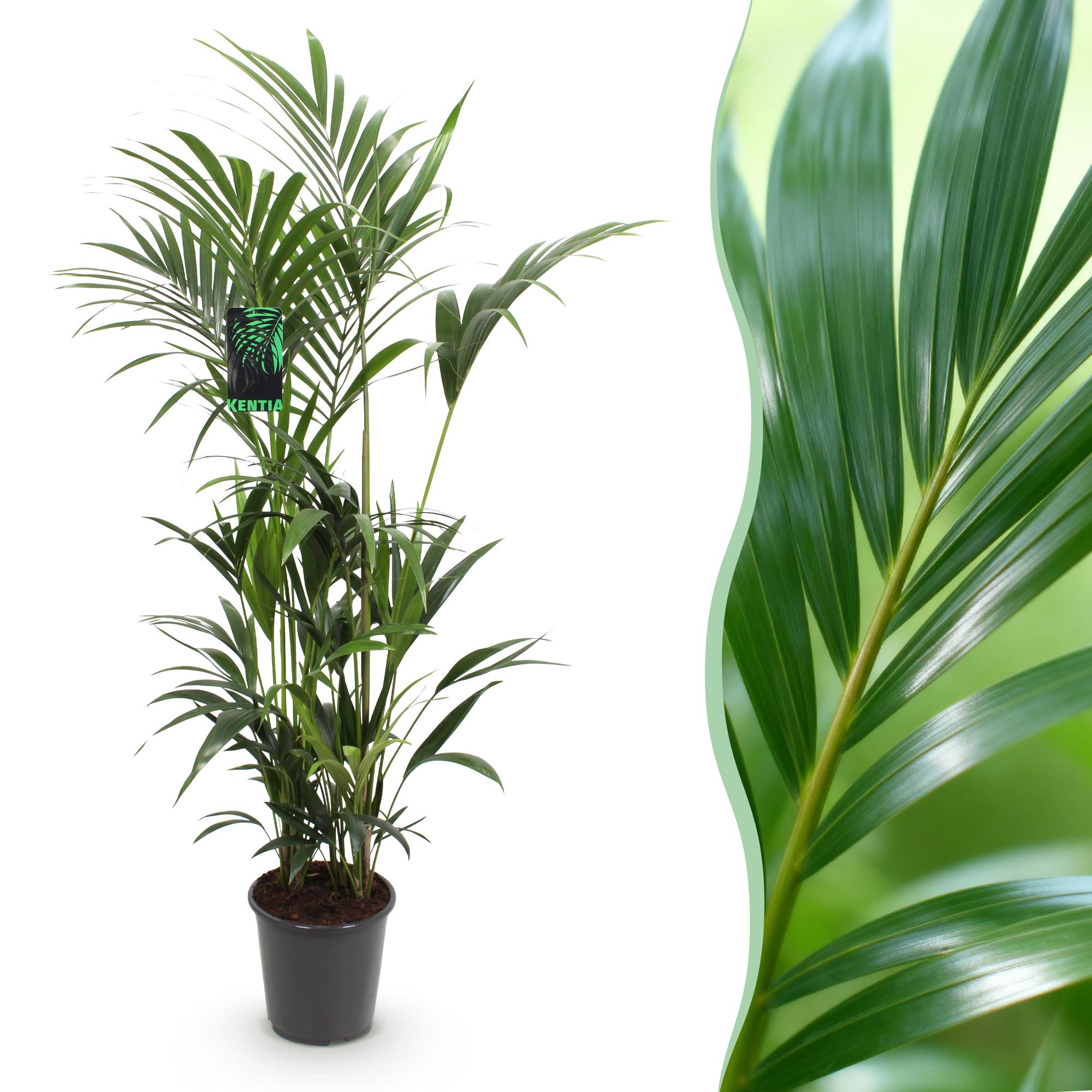 Howea Forsteriana – Kentia – Palme – 160-170cm – 27cm – Pflegeleichte, elegante Zimmerpalme mit fiederartigen Wedeln – Tropisches Highlight für Wohn – Plant
