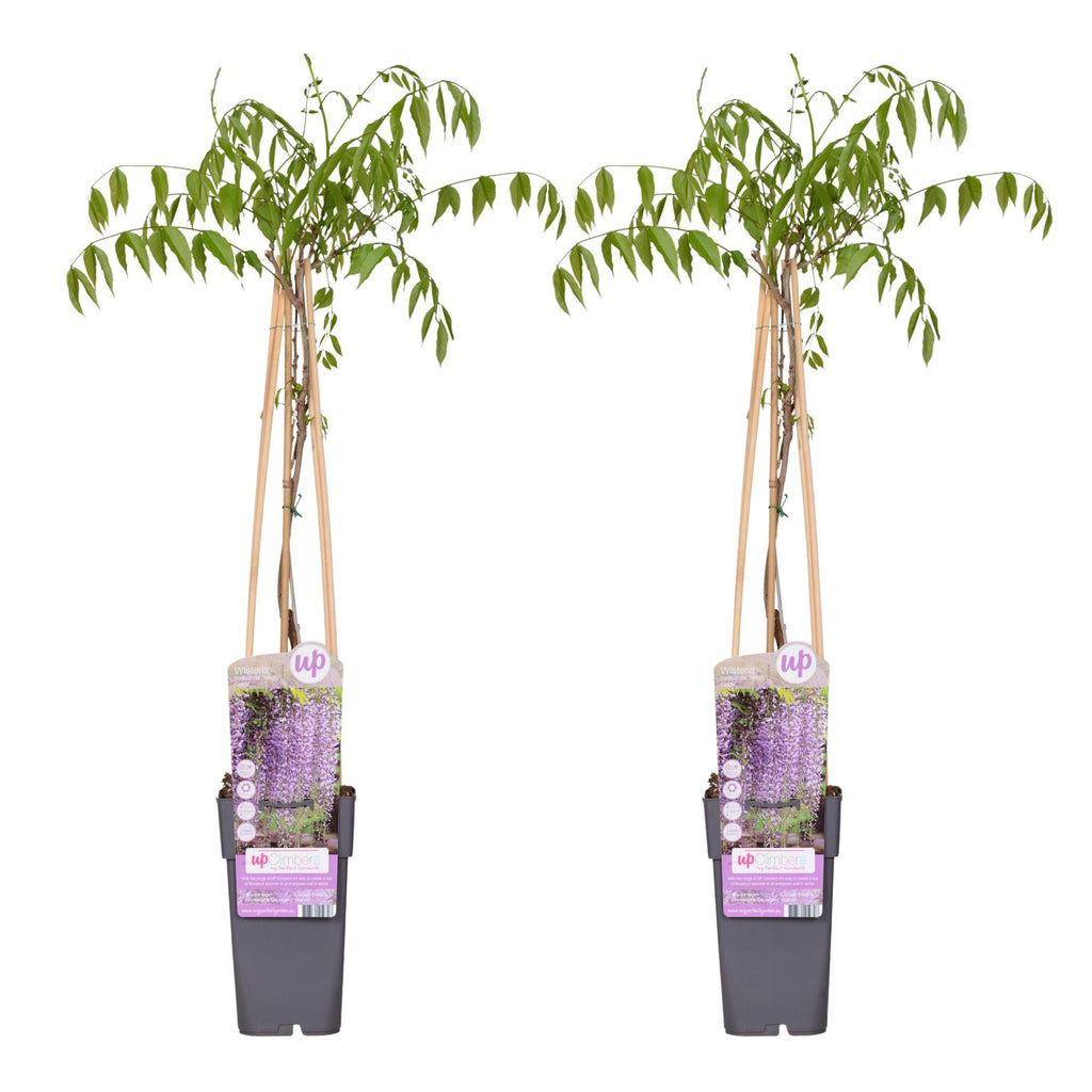 Blauregen Wisteria floribunda 'Naga Noda' – Kletterpflanze – Ø15cm – ↕65cm – 2 Pflanzen – Schnell wachsend – Duftende blaue Blütenrispen – Plant