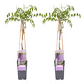 Blauregen Wisteria floribunda 'Naga Noda' – Kletterpflanze – Ø15cm – ↕65cm – 2 Pflanzen – Schnell wachsend – Duftende blaue Blütenrispen – Plant