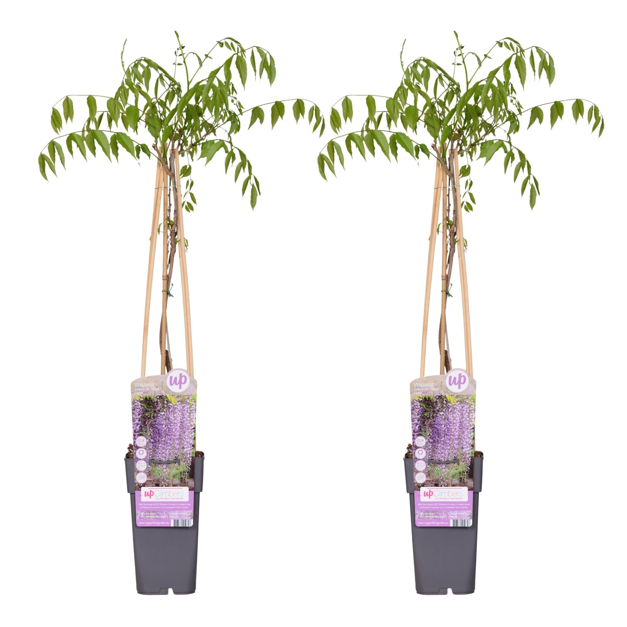 Blauregen Wisteria floribunda 'Naga Noda' – Kletterpflanze – Ø15cm – ↕65cm – 2 Pflanzen – Schnell wachsend – Duftende blaue Blütenrispen – Plant