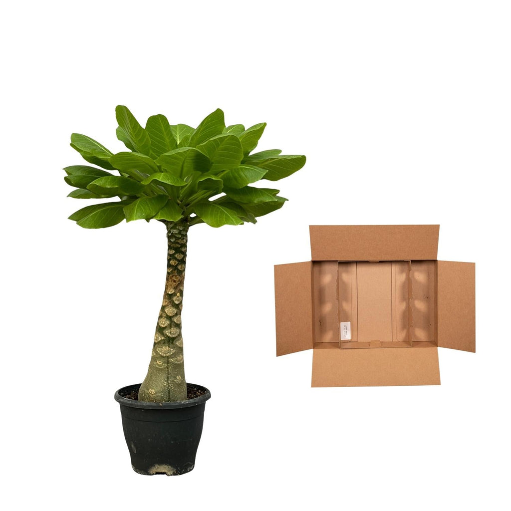 Vulkanpalme Brighamia insignis – Zimmerpflanze 25cm hoch – Ø12cm – Tropische Rarität mit glänzenden Blättern – Pflegeleicht & dekorativ – Plant