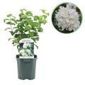 Bauernjasmin Philadelphus Snowbelle – Duftende Weiße Blüten – Wenig Pflege – 17cm Höhe 45cm – Für Garten, Terrasse & Balkon – Plant