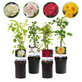 Kletterrose – Rosa Rainbow – Blumen Rosa – Weiß – Gelb – Rot – 4 Pflanzen – Wenig Pflege – 11cm – Höhe ca. 40cm – Plant