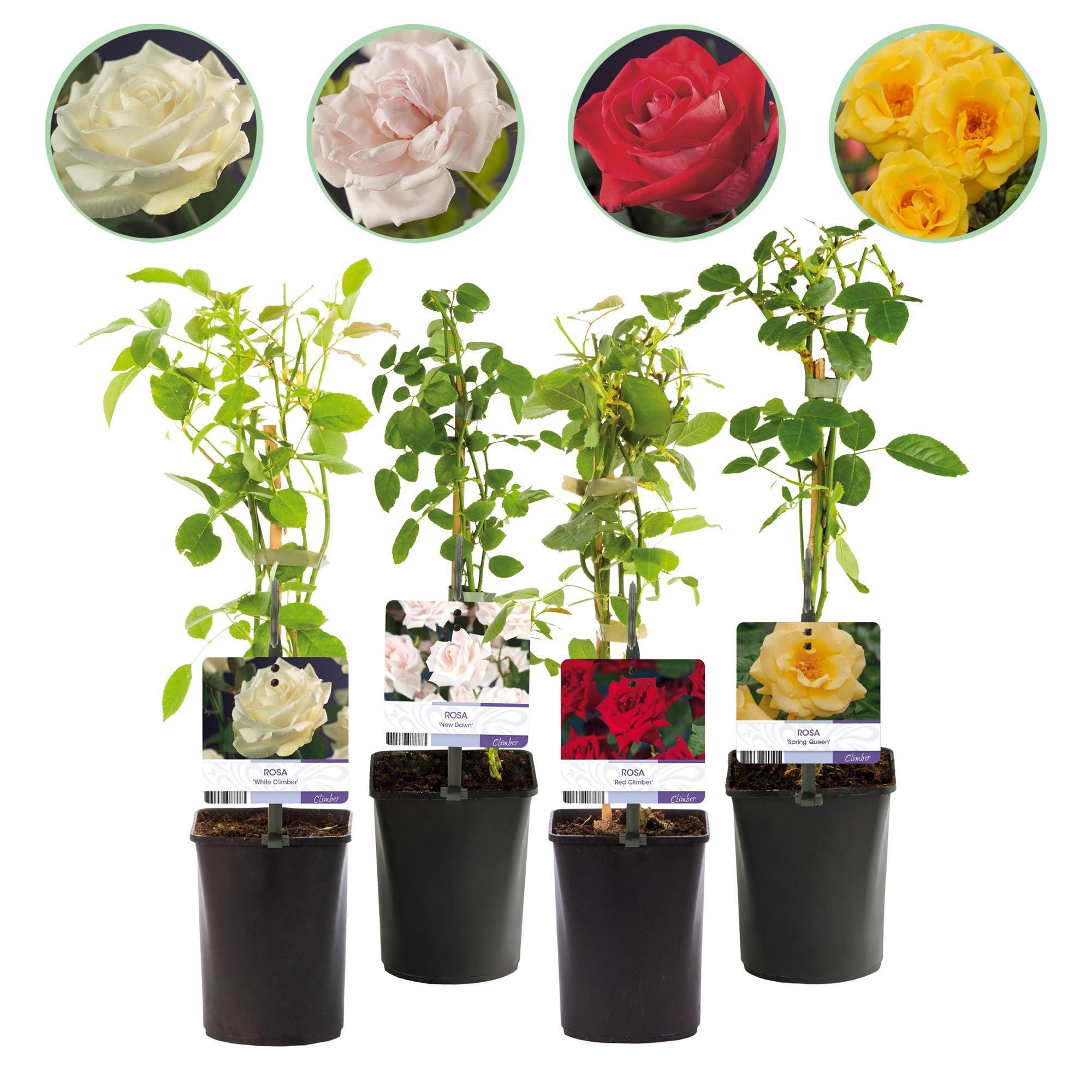 Kletterrose – Rosa Rainbow – Blumen Rosa – Weiß – Gelb – Rot – 4 Pflanzen – Wenig Pflege – 11cm – Höhe ca. 40cm – Plant