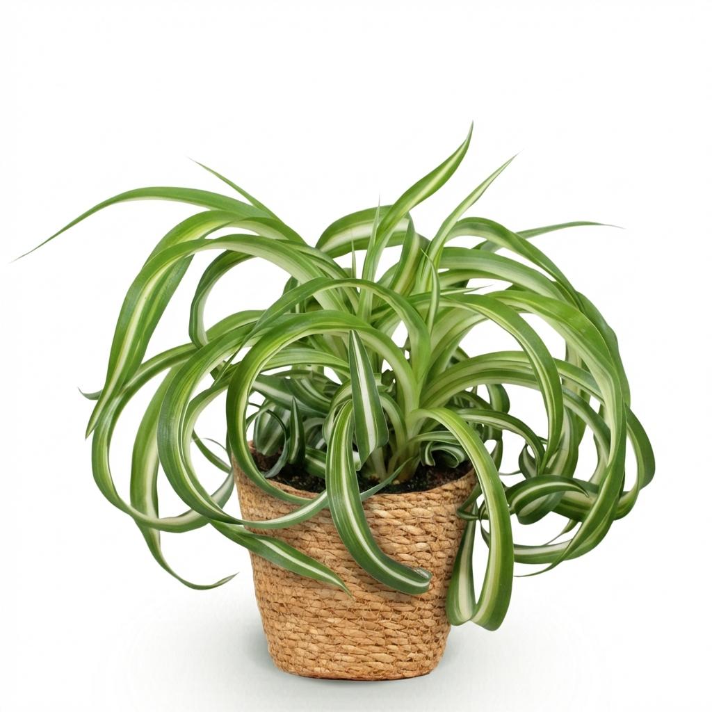 Chlorophytum comosum Bonnie Zimmerpflanze inkl. Naturkorb