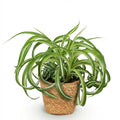 Chlorophytum comosum Bonnie Zimmerpflanze inkl. Naturkorb