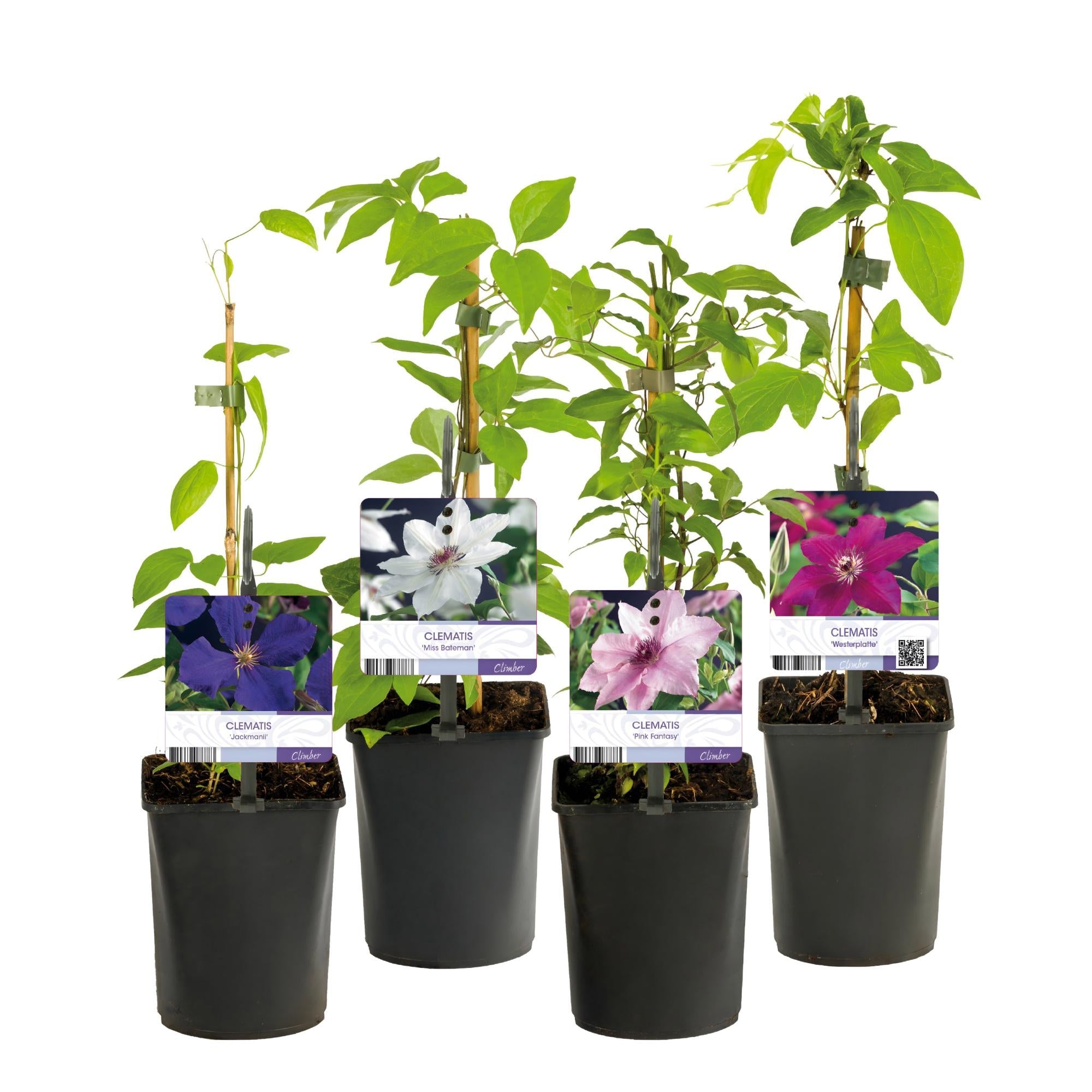 Kletterpflanze Clematis Rainbow – Mehrfarbige Blüten Rosa Weiß Lila Rot – Wenig Pflege – 4 Pflanzen – 11cm Höhe 40cm – Für Garten, Balkon & Pergolen – Plant
