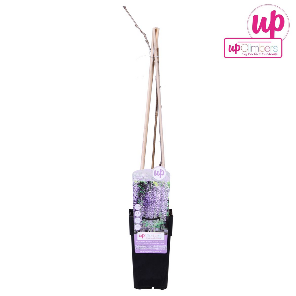 Blauregen – Wisteria floribunda 'Naga Noda' – Purpurner Regen – Ø15cm ↕65cm – Plant
