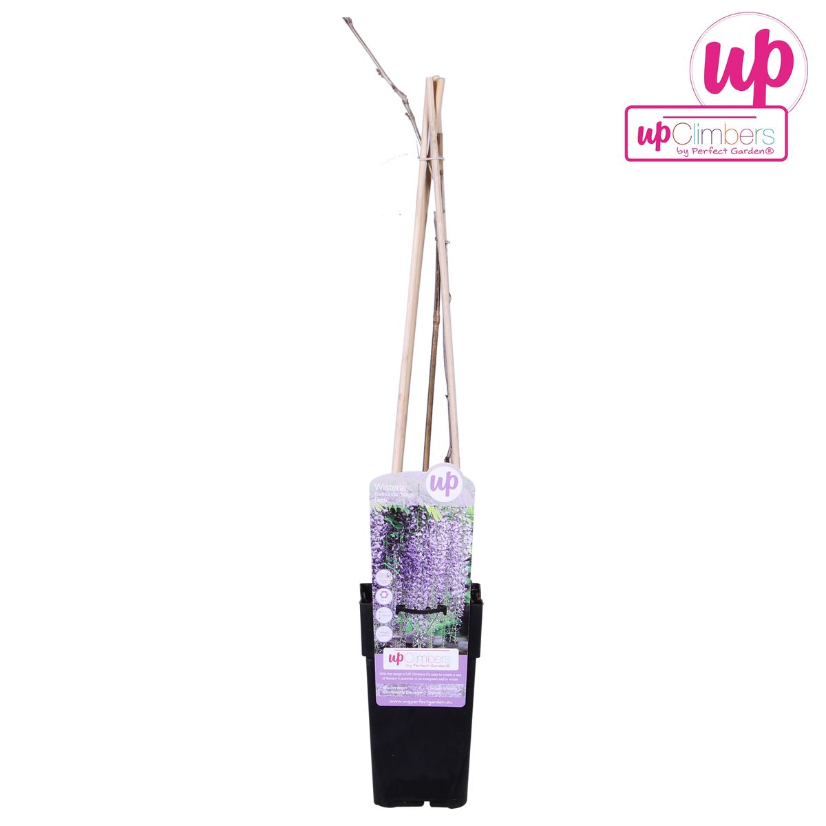 Blauregen – Wisteria floribunda 'Naga Noda' – Purpurner Regen – Ø15cm ↕65cm – Plant