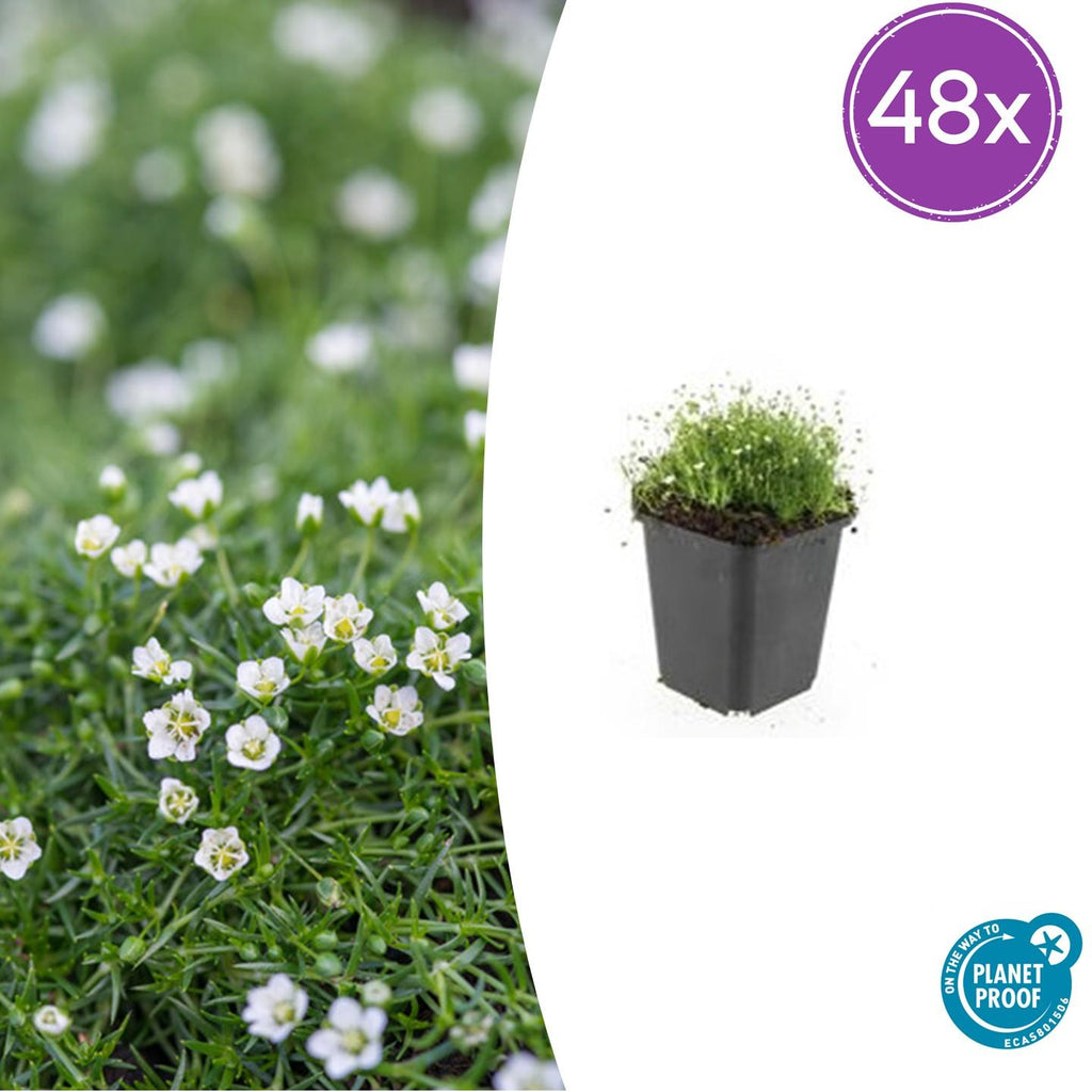 Sagina subulata Irisches Moos – Bodendecker Set Ø9cm – Immergrün & trittfest – Pfriemen Mastkraut für Fugen, Steingarten & Rasenersatz – Plant