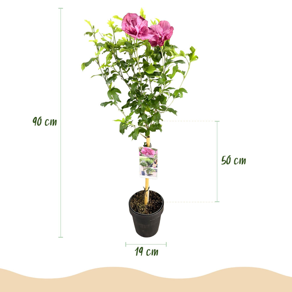 Hibiscus syriacus Magenta Chiffon – Blühende Stamm – Pflanze mit magentafarbenen Blüten – Laubabwerfend & pflegeleicht – Topf Ø19cm – Höhe ca. 90cm – Plant
