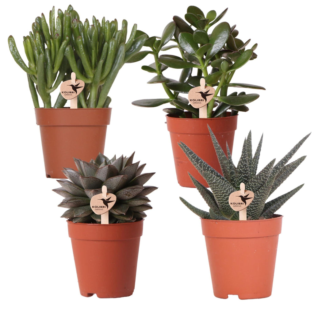Sukkulenten Set – 4 Pflanzen – Zimmerpflanzen im Ø9cm – Pflegeleicht & dekorativ – Ideal für Zuhause, Büro & Geschenkideen – Plant
