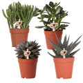 Sukkulenten Set – 4 Pflanzen – Zimmerpflanzen im Ø9cm – Pflegeleicht & dekorativ – Ideal für Zuhause, Büro & Geschenkideen – Plant