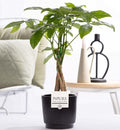 Pachira Aquatica im Keramiktopf – Ø12cm ↕45cm – Glückskastanie mit geflochtenem Stamm – Stilvolle Zimmerpflanze für Zuhause & Büro – Plant