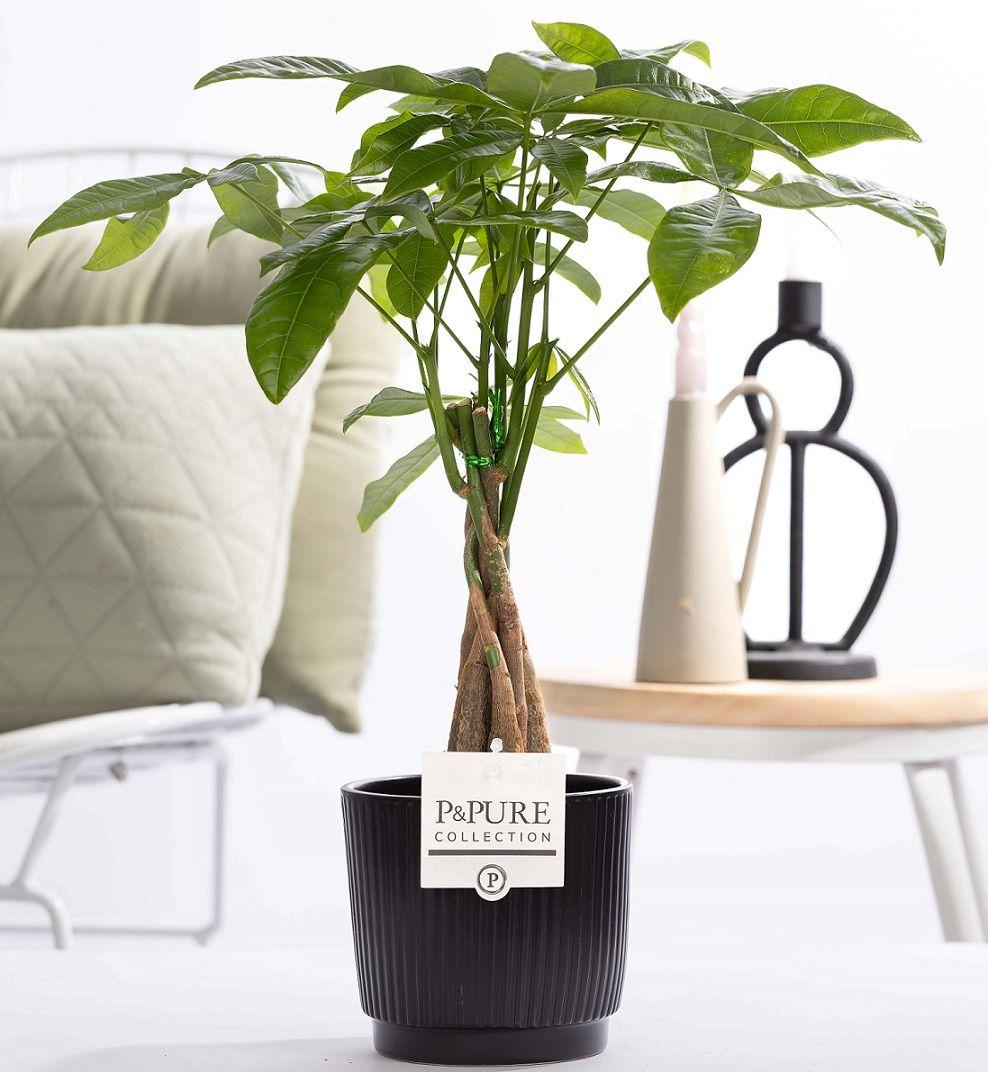 Pachira Aquatica im Keramiktopf – Ø12cm ↕45cm – Glückskastanie mit geflochtenem Stamm – Stilvolle Zimmerpflanze für Zuhause & Büro – Plant