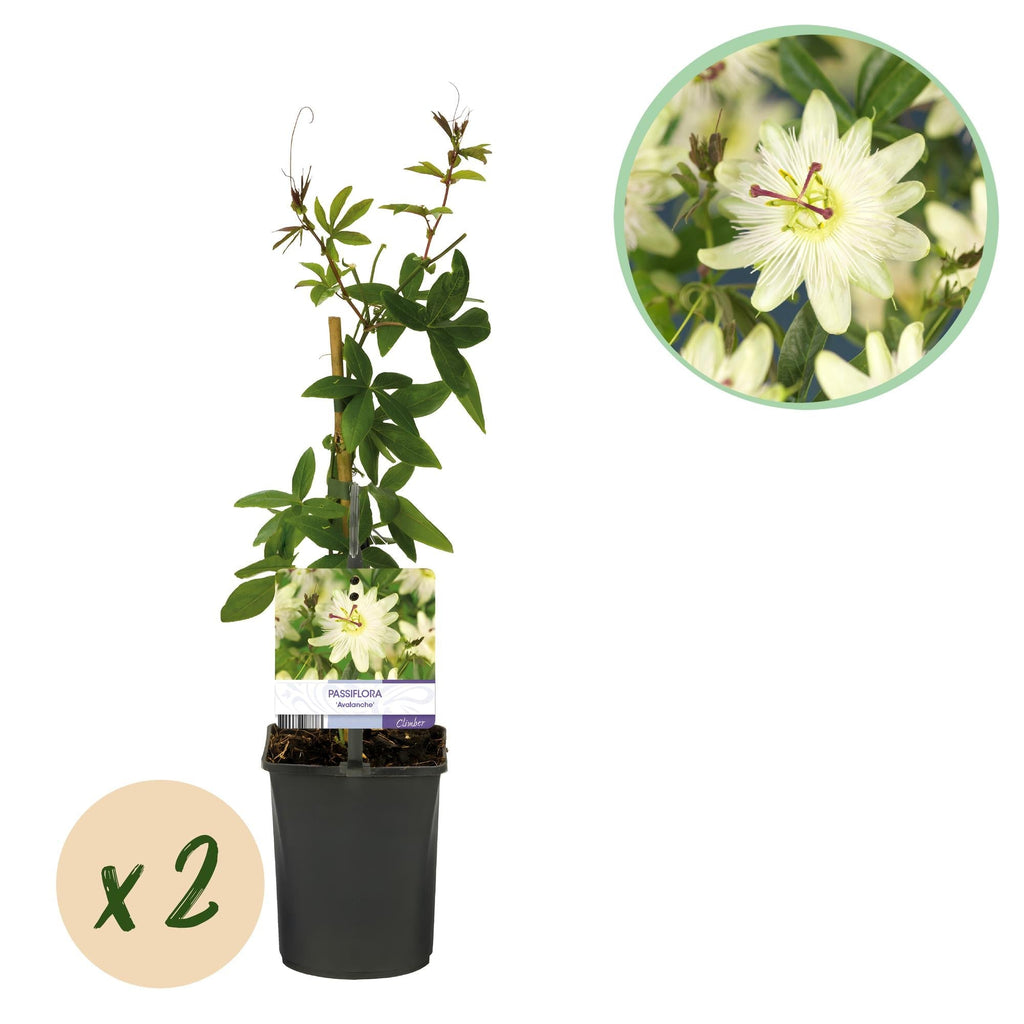 Passiflora Avalanche Passionsblume – Weiße Kletterpflanze 11cm – 2 Pflanzen Set ca.40cm – Duftende Blüten & Pflegeleicht – Plant