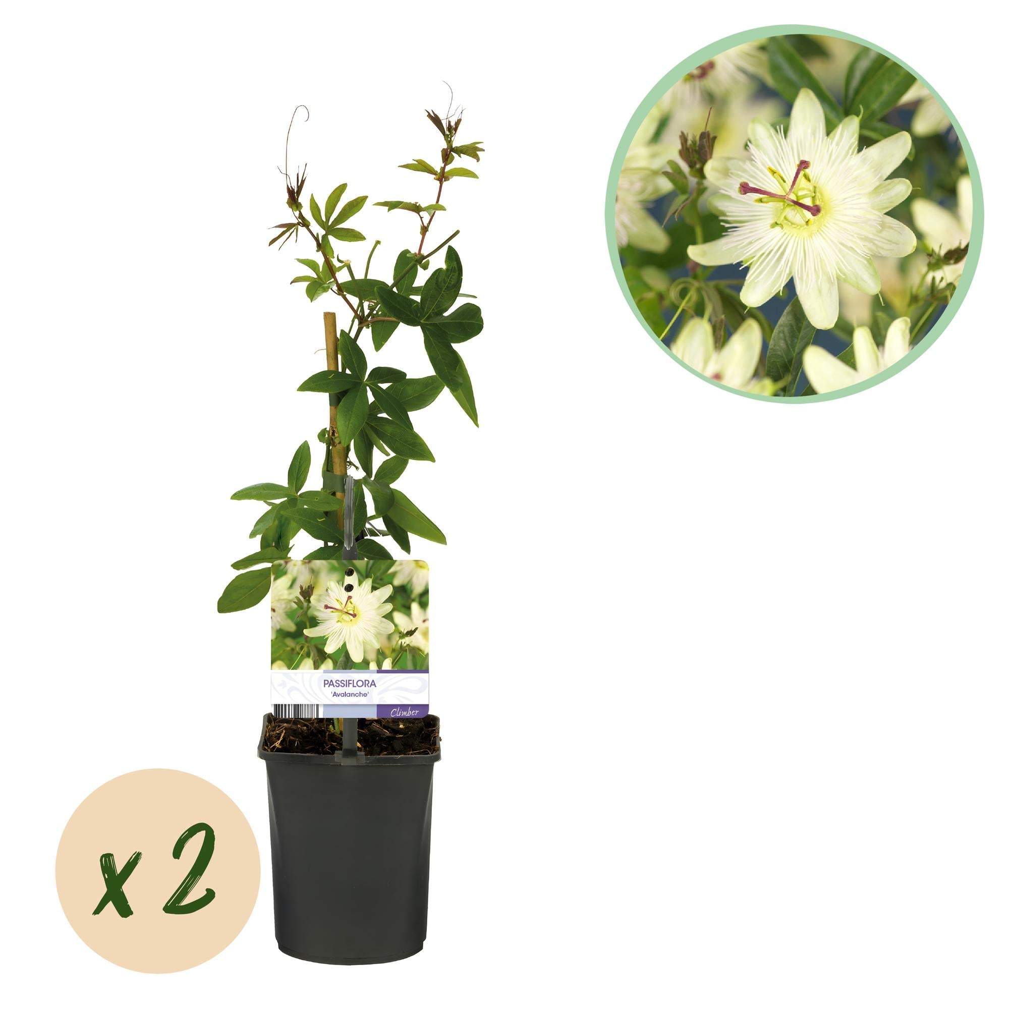 Passiflora Avalanche Passionsblume – Weiße Kletterpflanze 11cm – 2 Pflanzen Set ca.40cm – Duftende Blüten & Pflegeleicht – Plant