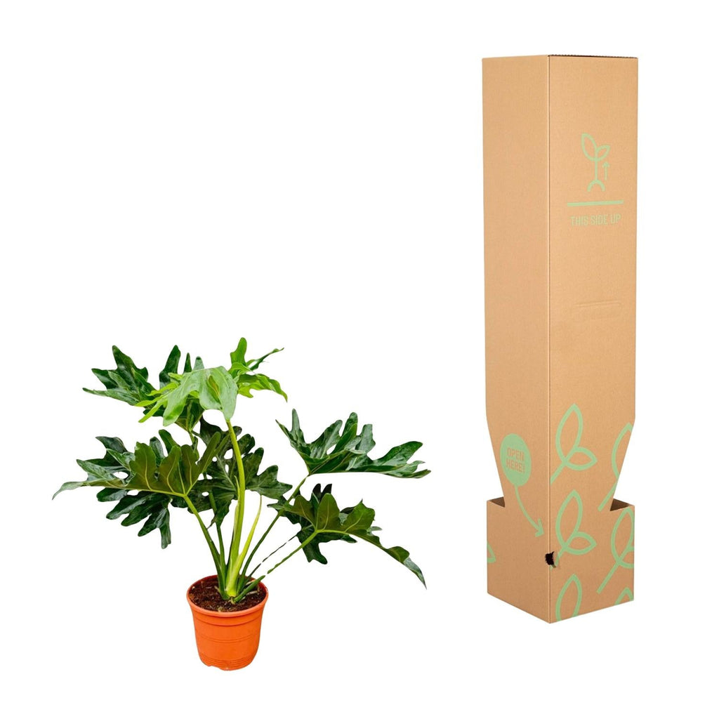 Baumfreund Philodendron Selloum – 60cm – Ø22cm – Tropische Zimmerpflanze mit großen, tief eingeschnittenen Blättern – Pflegeleicht & luftreinigend