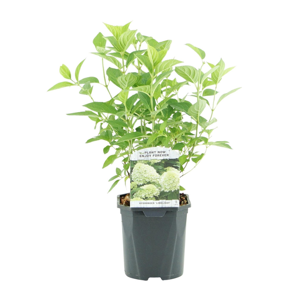 Rispenhortensie – Hydrangea panniculata Limelight – Blüte Limonengrün – Cremeweiß – Laubabwerfend – Große Blüten – 17cm – Höhe ca. 50cm – Plant
