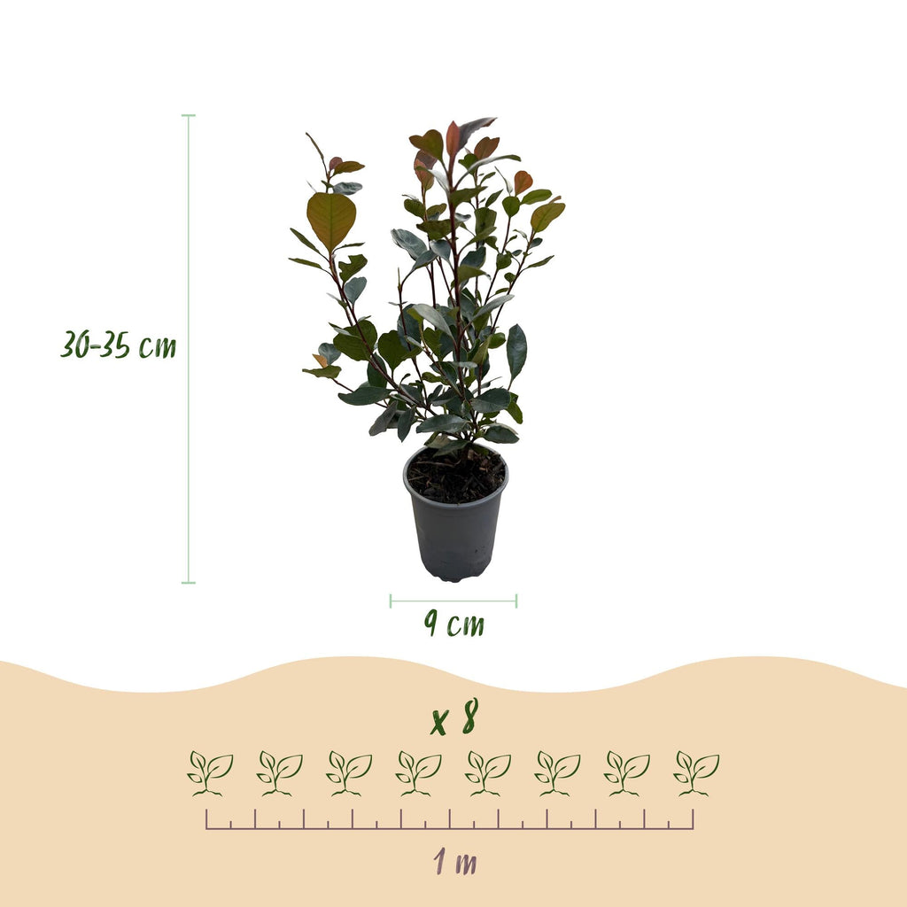 Glanzmispel Photinia Little Red Robin – 8 Pflanzen für 1 lfm Hecke – Immergrüner Strauch – 9cm – Höhe 30-35cm