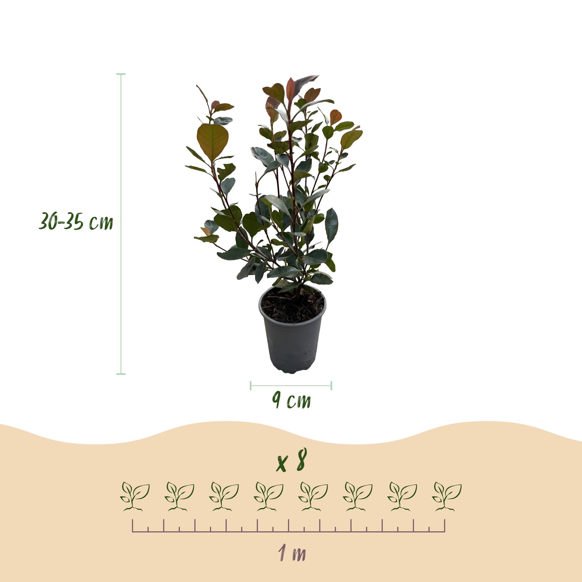 Glanzmispel Photinia Little Red Robin – 8 Pflanzen für 1 lfm Hecke – Immergrüner Strauch – 9cm – Höhe 30-35cm
