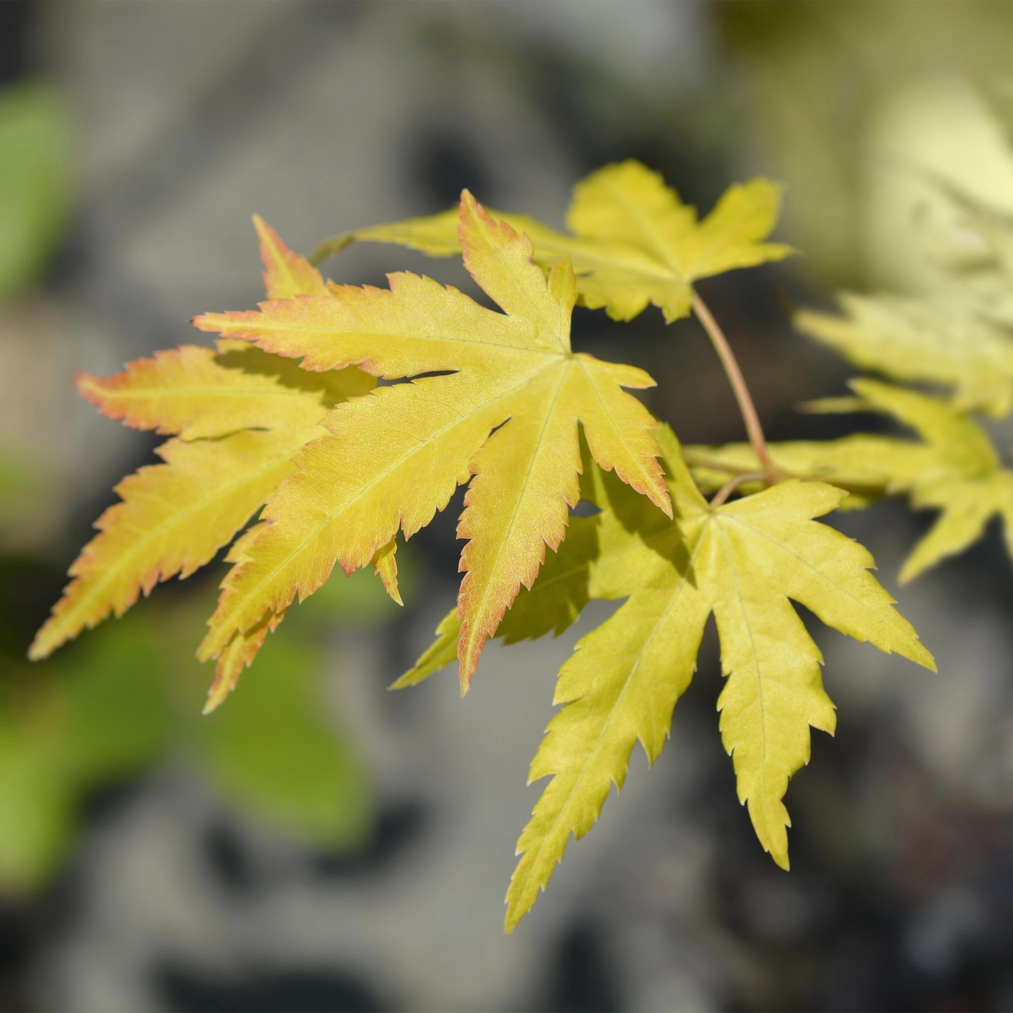Japanischer Ahorn – Acer palmatum Orange Dream – ca. 70cm hoch – Orange – Gelb – im 19cm Topf – Balkon – & Gartenpflanze – Zierbaum mit Farbwechsel – Plant