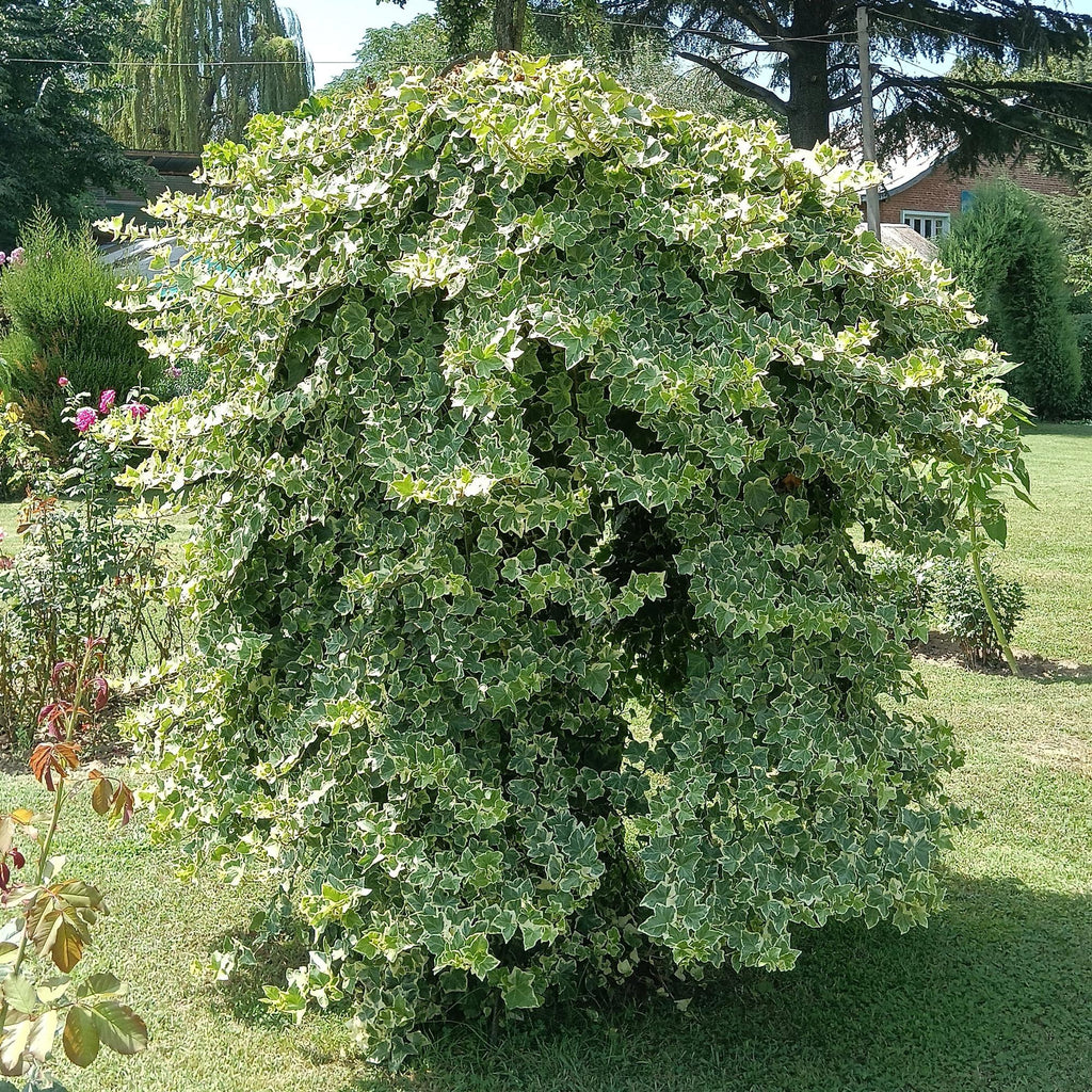 Kletterpflanze Hedera helix 'Glacier' – 2 Pflanzen – Immergrün – Blatt bunt – 11cm – Höhe 40cm – Efeu für Innen & Außen – Hängeampeln & Bodendecker – Plant