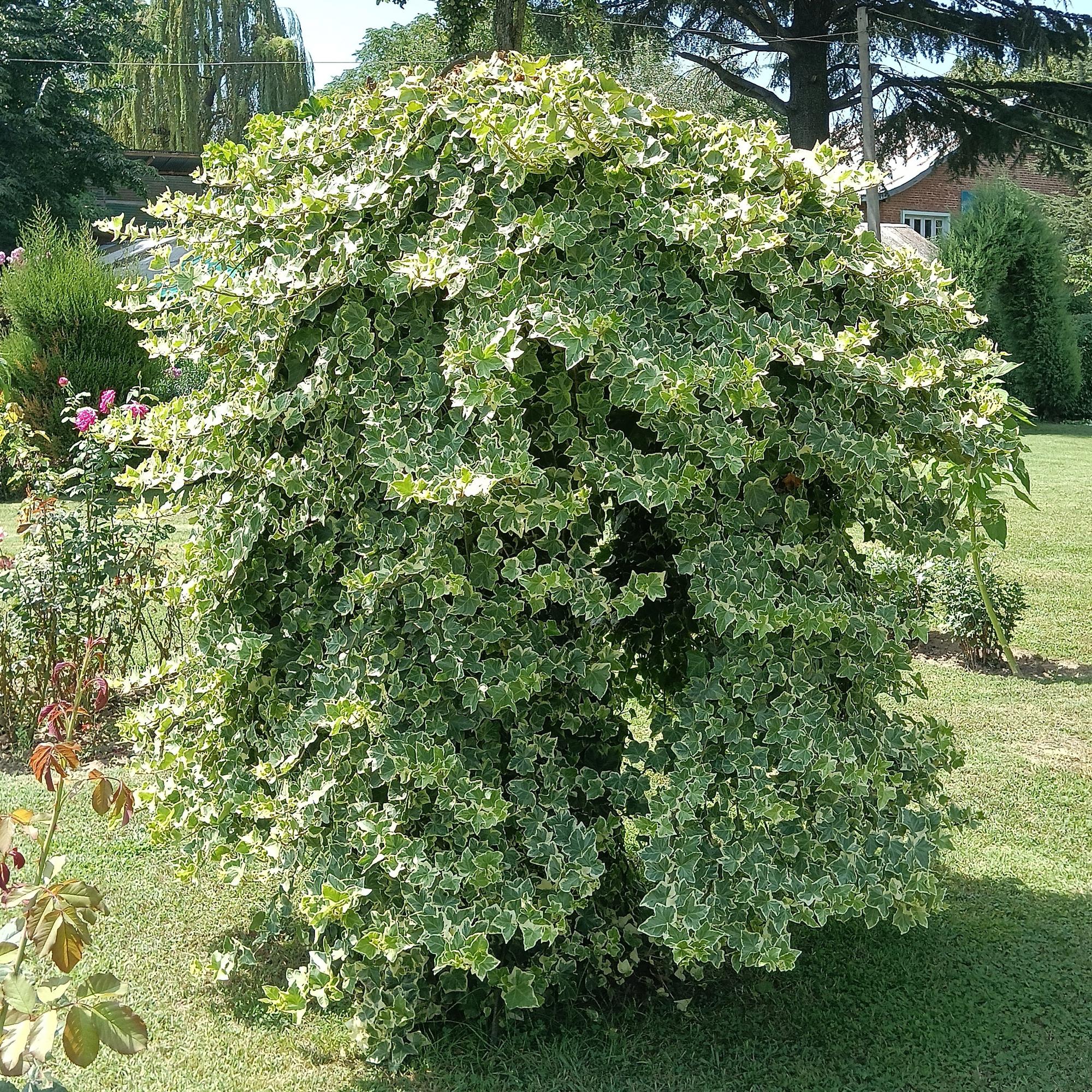 Kletterpflanze Hedera helix 'Glacier' – 2 Pflanzen – Immergrün – Blatt bunt – 11cm – Höhe 40cm – Efeu für Innen & Außen – Hängeampeln & Bodendecker – Plant