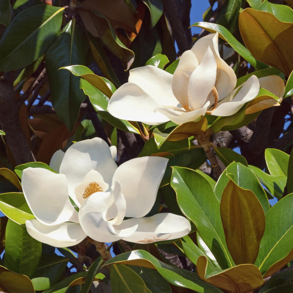 Magnolia grandiflora – 12cm – Höhe ca. 30cm – Immergrüne Großblütige Magnolie mit duftenden weißen Sommerblüten – Plant