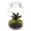 Flaschengarten Calathea – DIY Bausatz Terrarium – ↕28cm – Do – It – Yourself Pflanzen – Set im Glas mit Korkdeckel – Autarkes Mini – Ökosystem – Plant