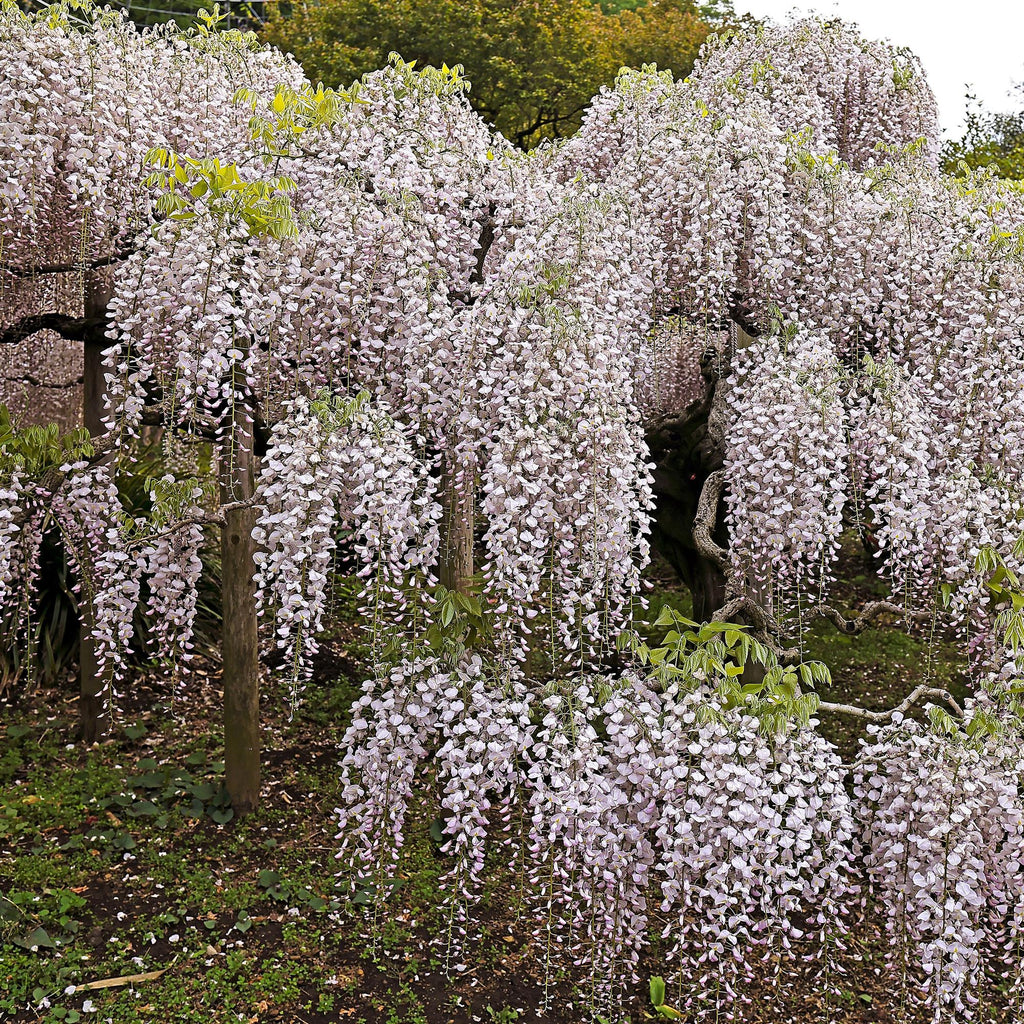 Kletterpflanze Wisteria floribunda Rosea – Rosa Blütentrauben – Frühling – 11cm x H40cm – Pflegeleicht – Für Garten, Pergola & Zaun – Plant